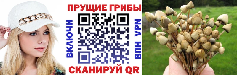 Псилоцибиновые грибы Cubensis  как найти закладки  Агидель 